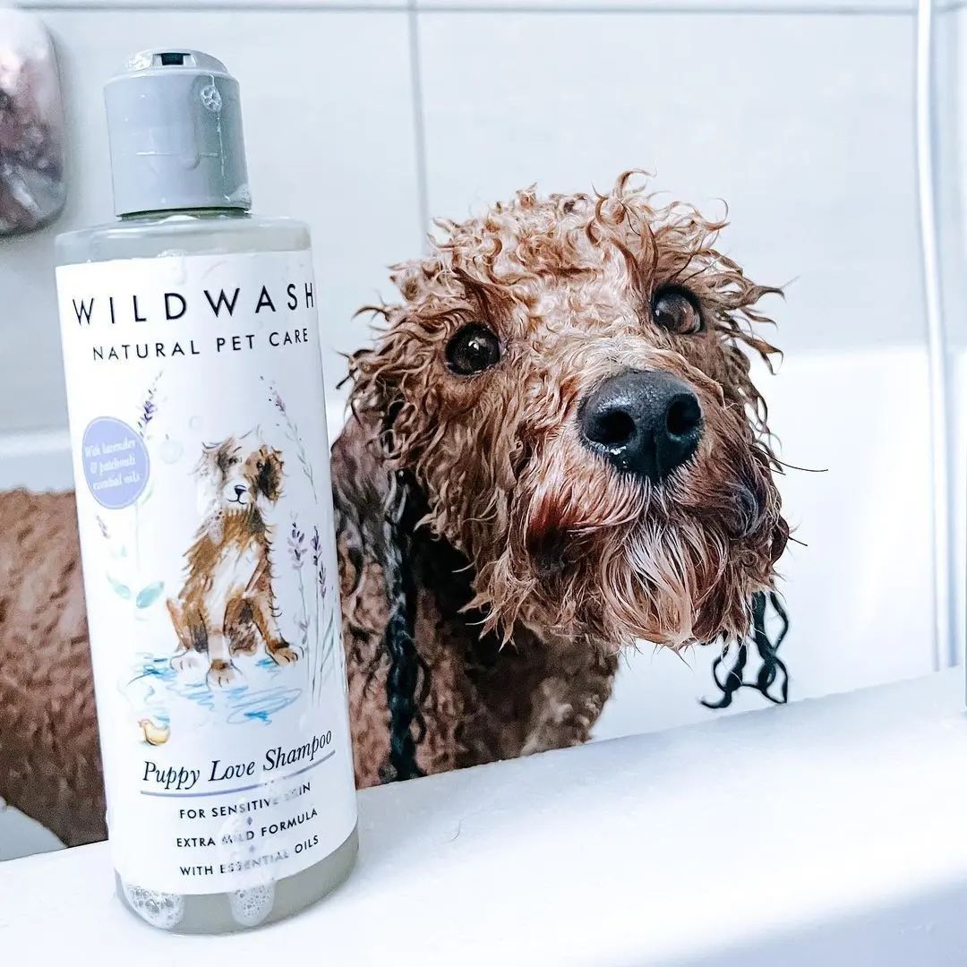 Hvordan børste hunder med krevende pelsstell