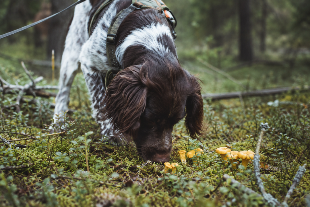 Snusetrening – blir hunden din den neste kantarellsøkeren?