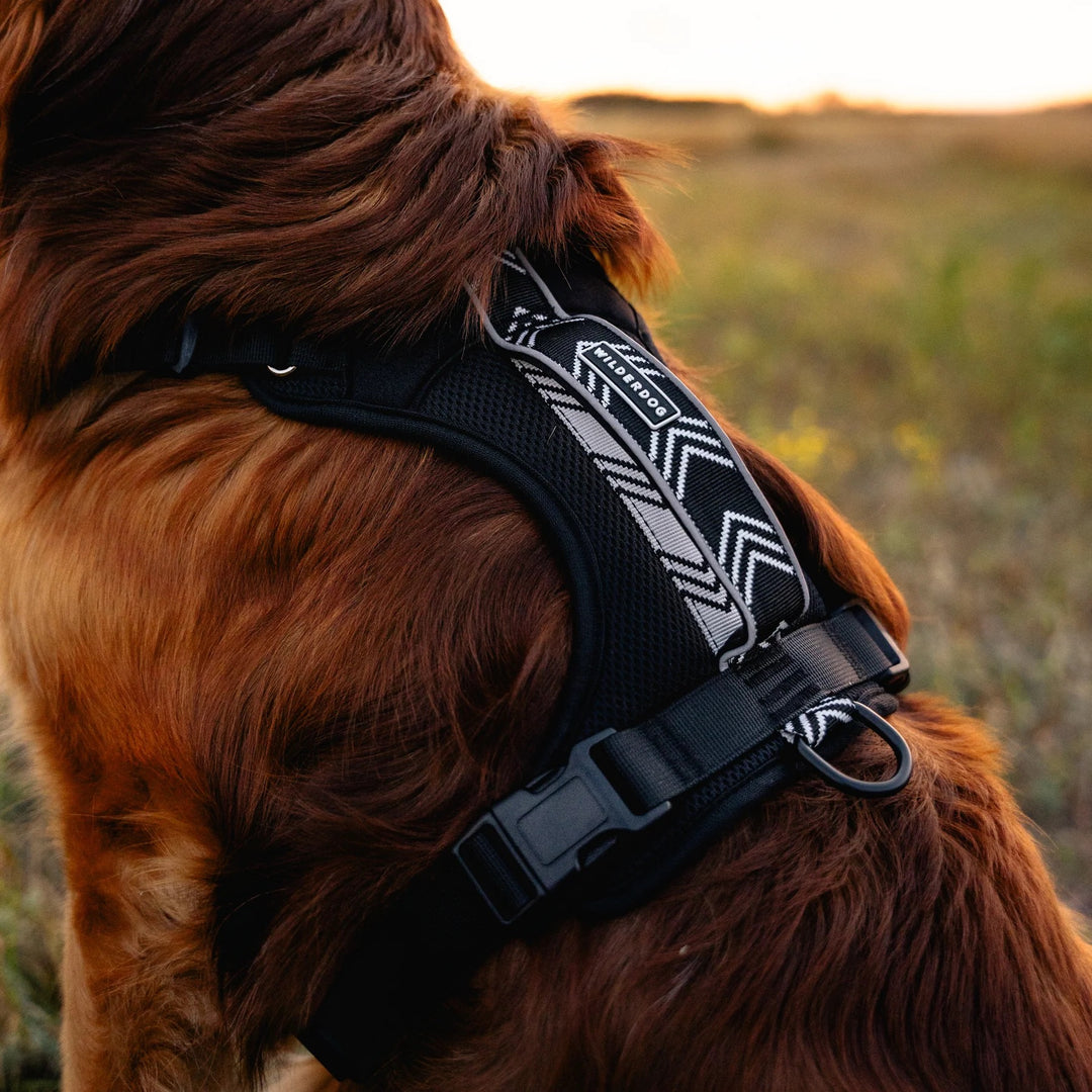 Hundesele - Black
