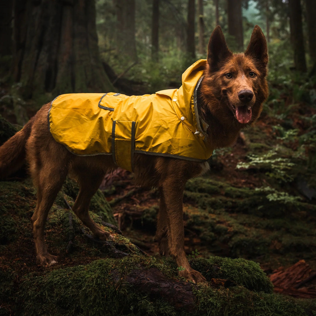 Regndekken til Hund - Gul