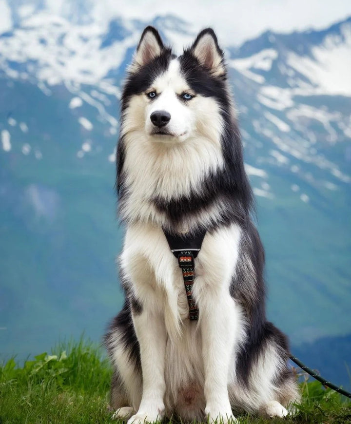 Hundesele - Woodland