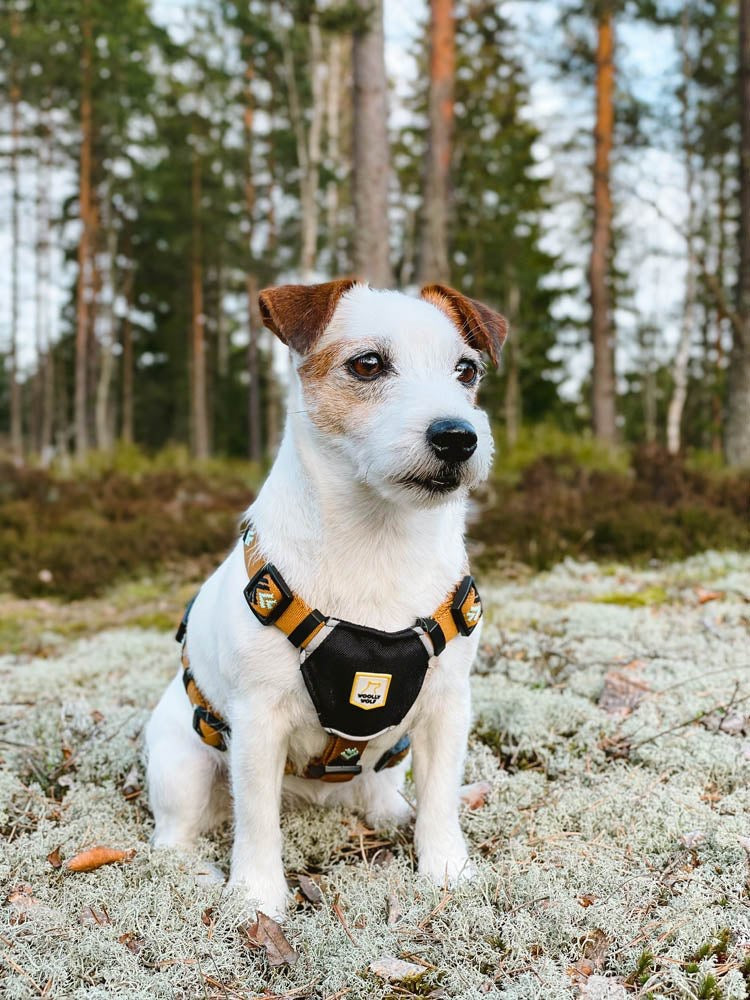 Hundesele - Sea to Summit