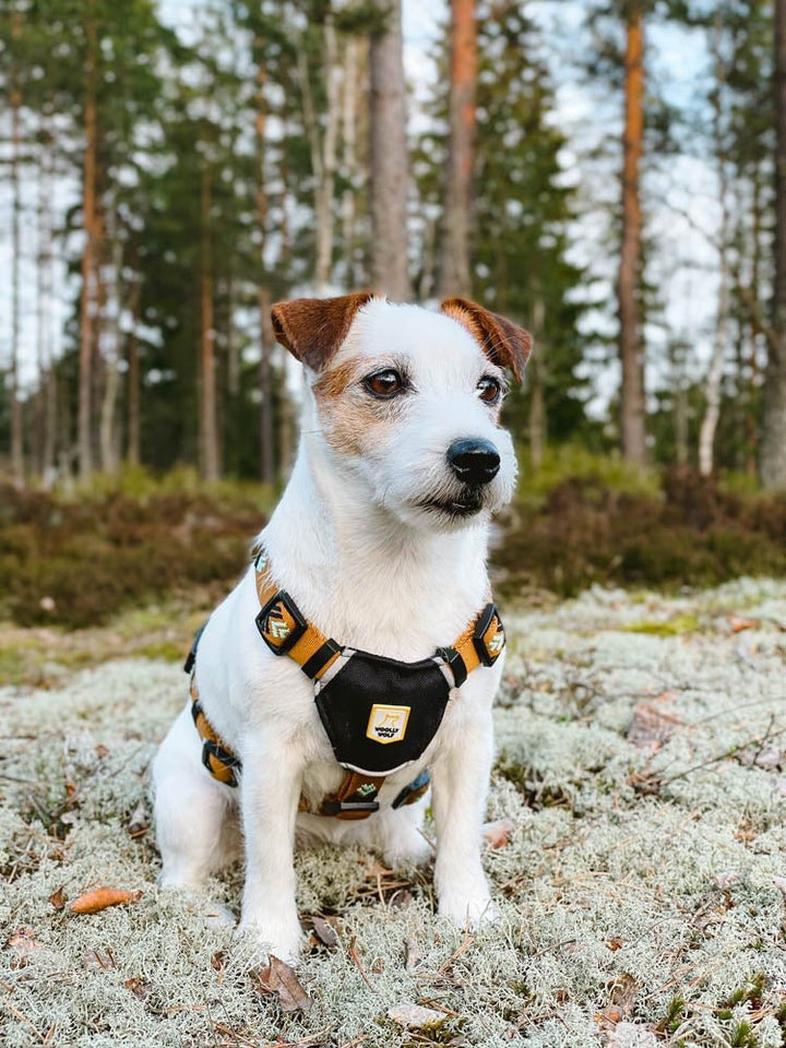 Hundesele - Sea to Summit