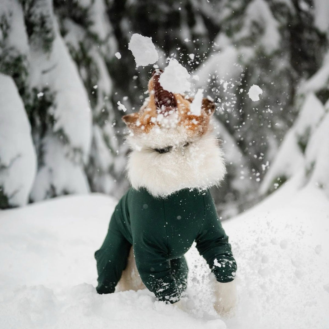 Snødress til hund