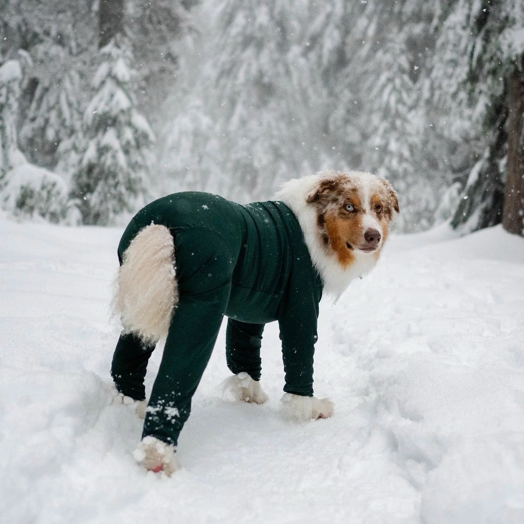 Snødress til hund