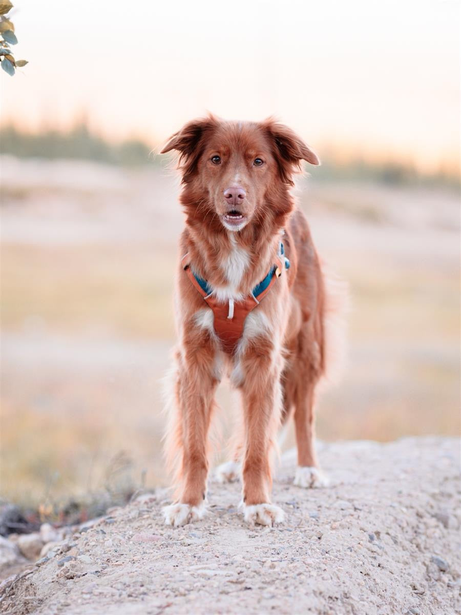 Aplha 360 Hundesele - Terracotta Mix