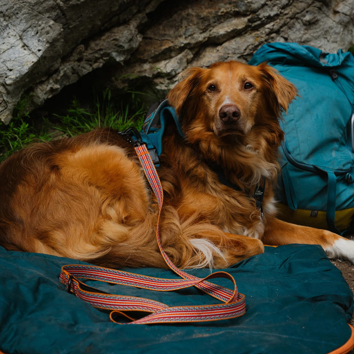 Ultralight Hundebånd - Sienna