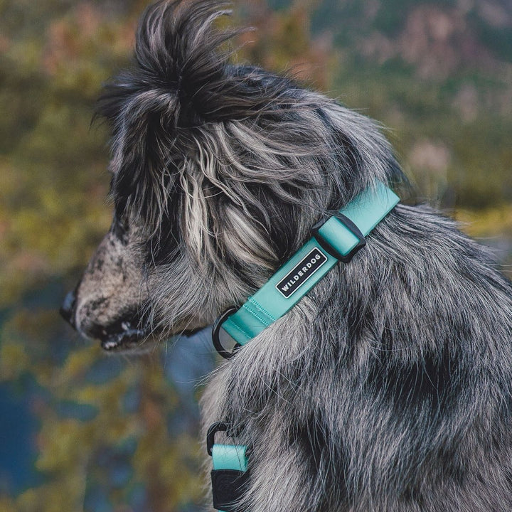 Vanntett Hundehalsbånd - Seafoam