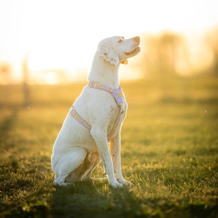 Hundesele - Sunshower