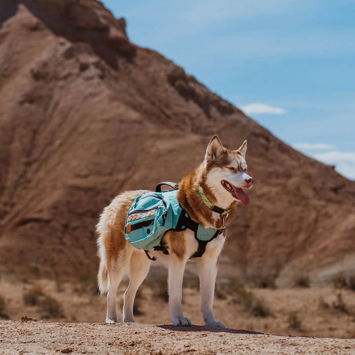 Kløv til Hund - Seafoam
