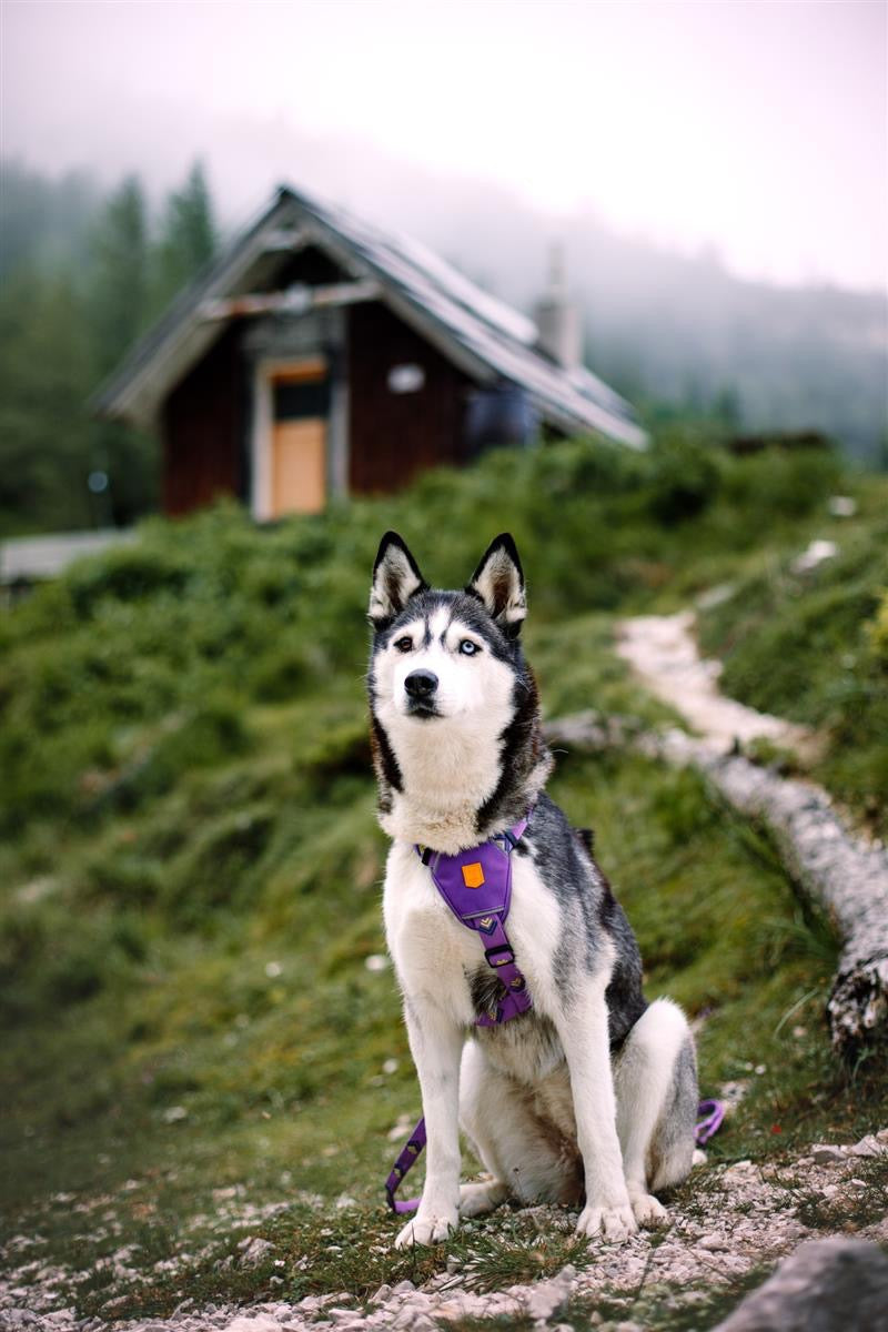 Hundesele - Northern Lights