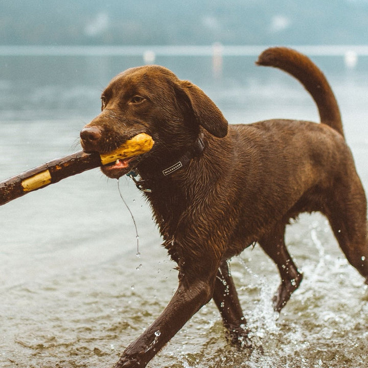 Vanntett Hundehalsbånd - Black