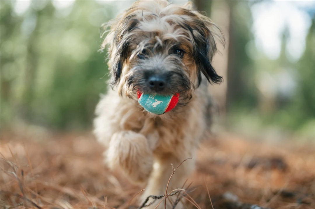 Dog Tennis Balls - 4-pakning med Pip