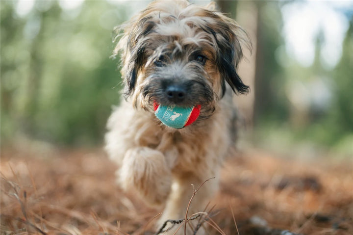 Dog Tennis Balls - 4-pakning med Pip