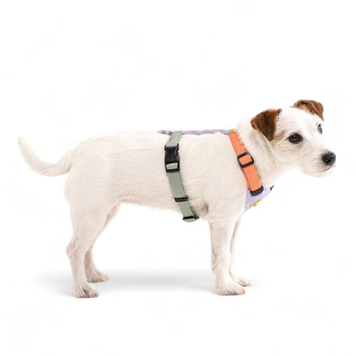 Hundesele - Color Block Salmon Pink Mix
