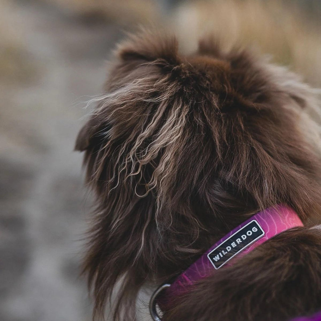 Vanntett Hundehalsbånd - Plum