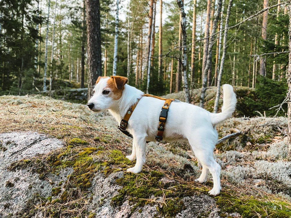 Hundesele - Sea to Summit