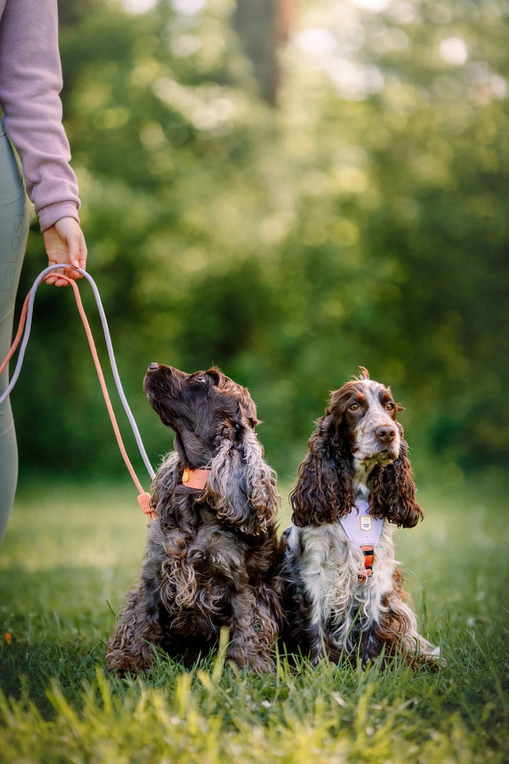 Hundesele - Color Block Salmon Pink Mix