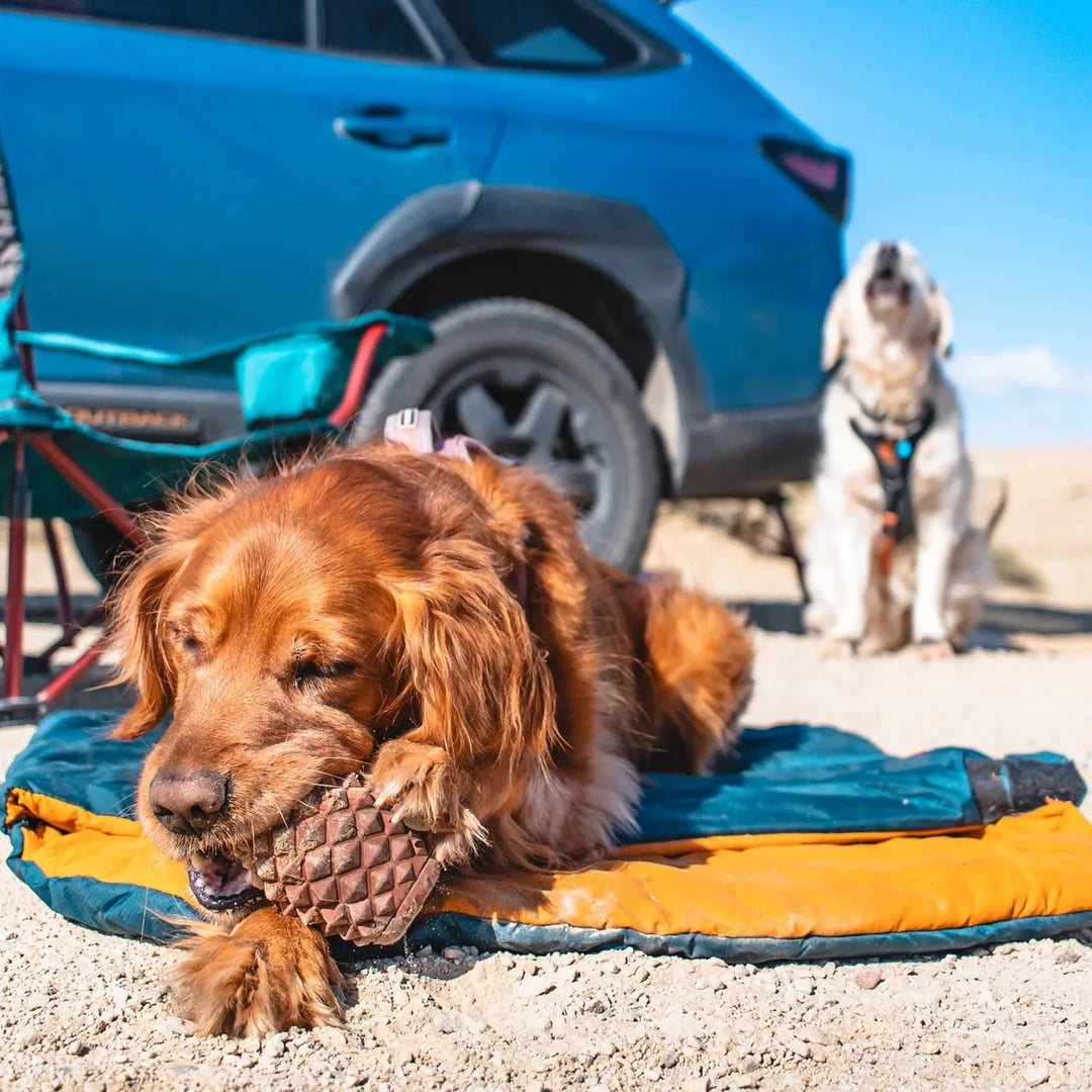The Conifur - Interaktivt Hundeleketøy med Fryseform