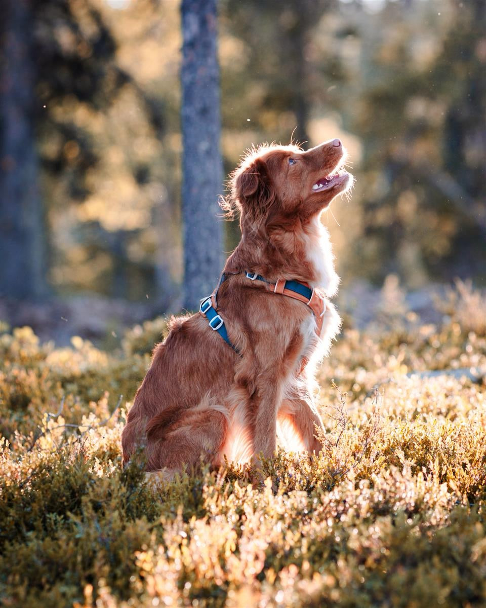 Aplha 360 Hundesele - Terracotta Mix