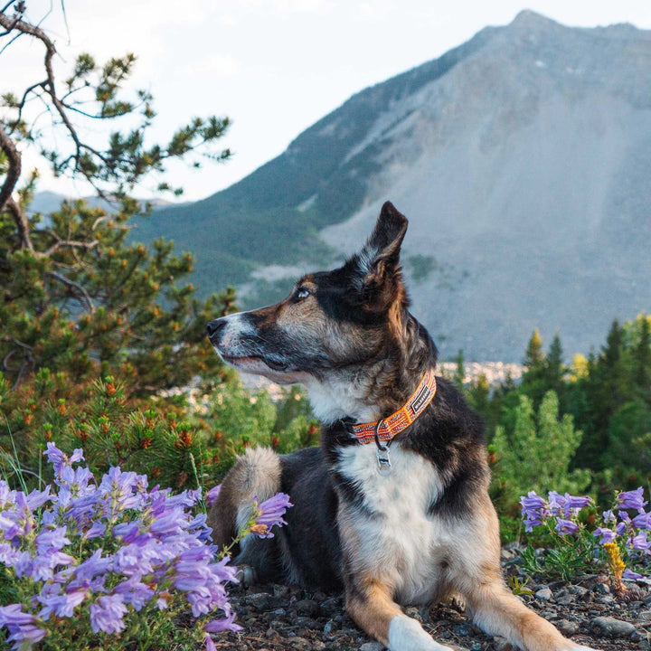 Ultralight Hundehalsbånd - Sienna