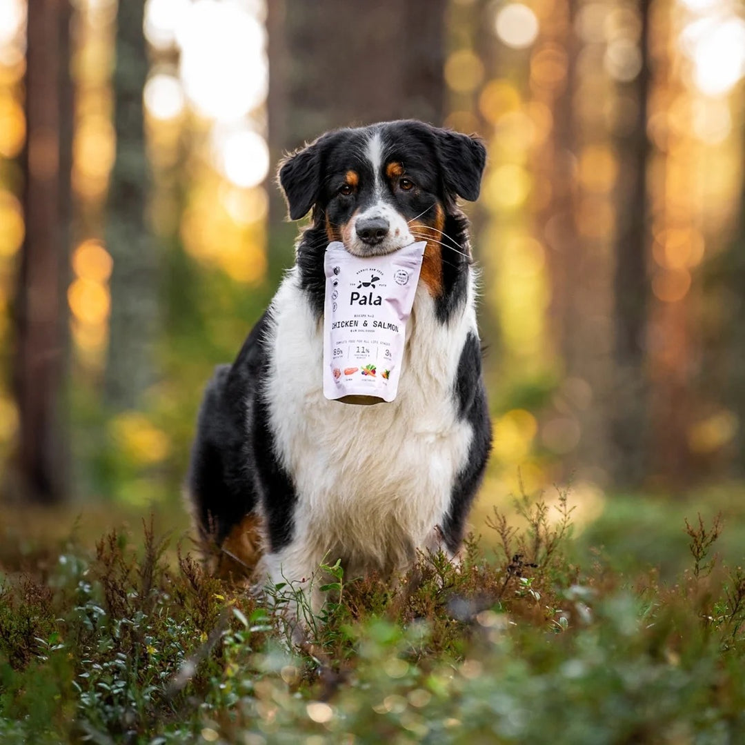 Lufttørket råfôr til hund - Kylling & laks