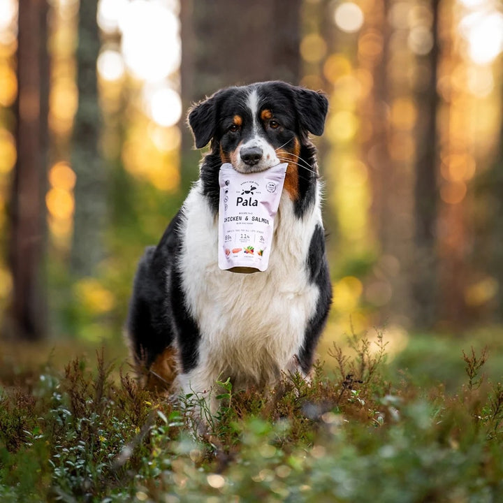 Lufttørket råfôr til hund - Kylling & laks