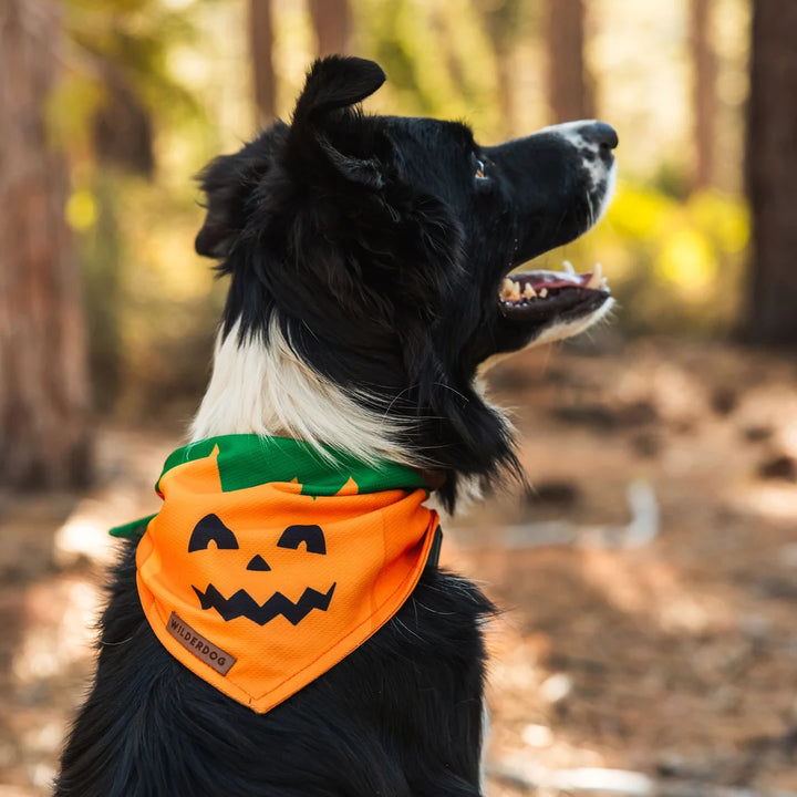 Hundebandana - Pumpkin