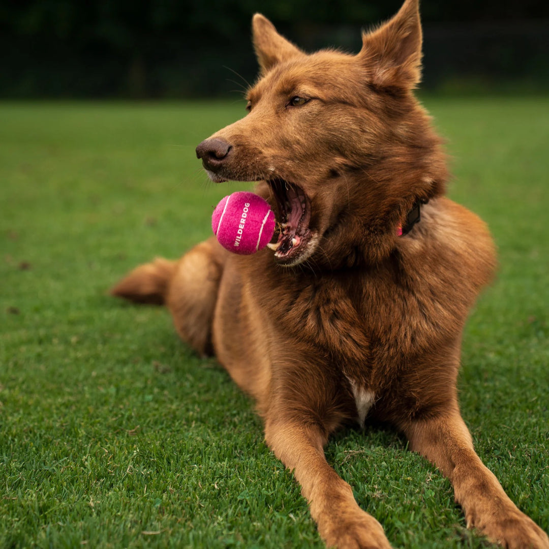 Fetch Ball - Pink