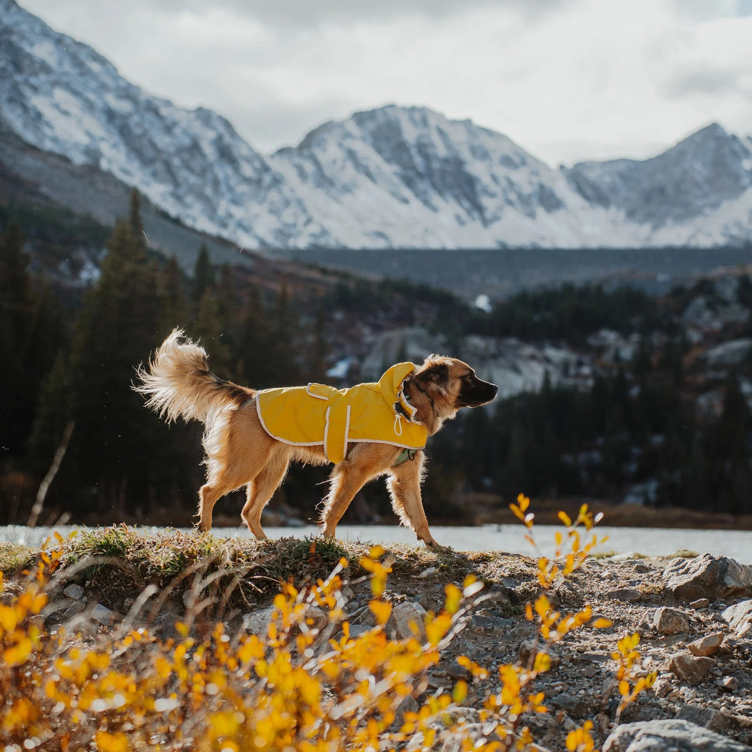 Regndekken til Hund - Gul