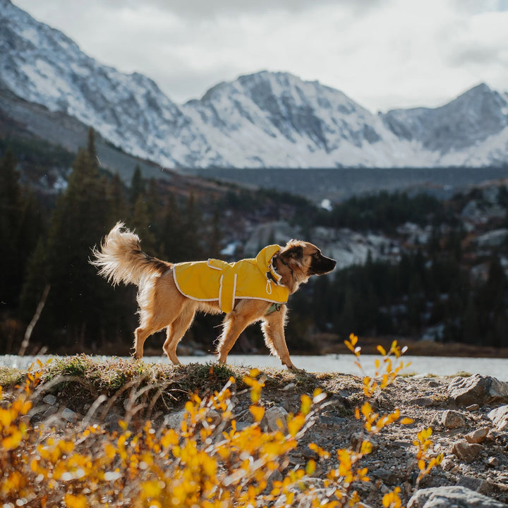 Regndekken til Hund - Gul