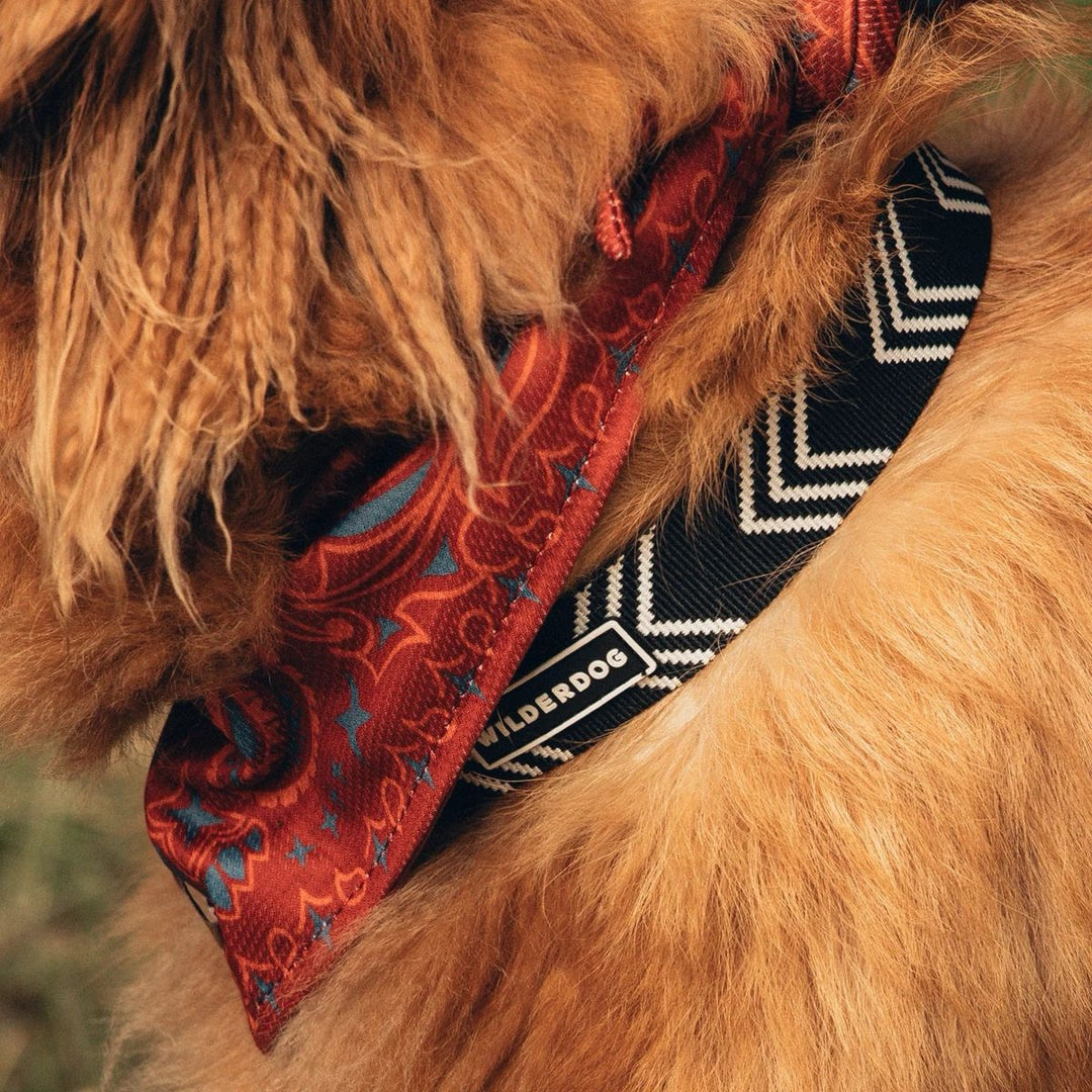 Ultralight Hundehalsbånd - Orca