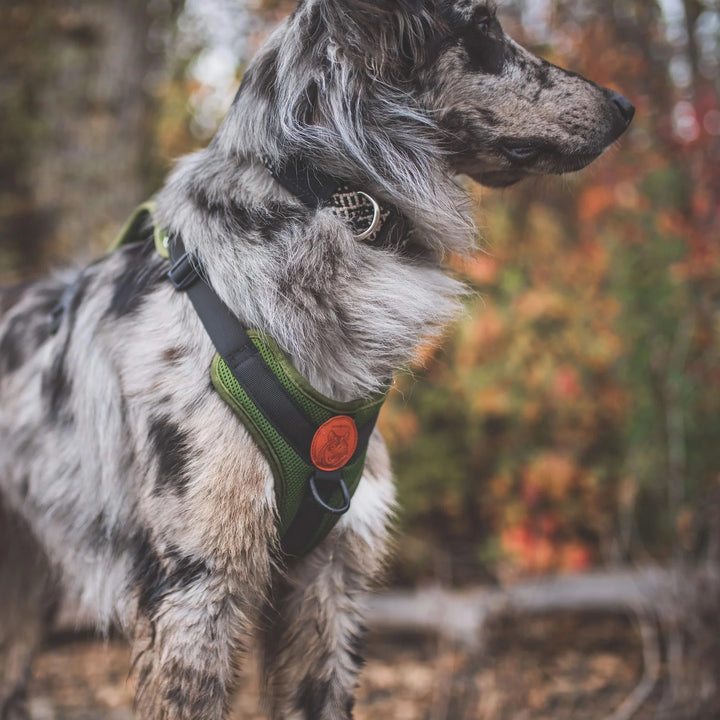 Hundesele - Olive