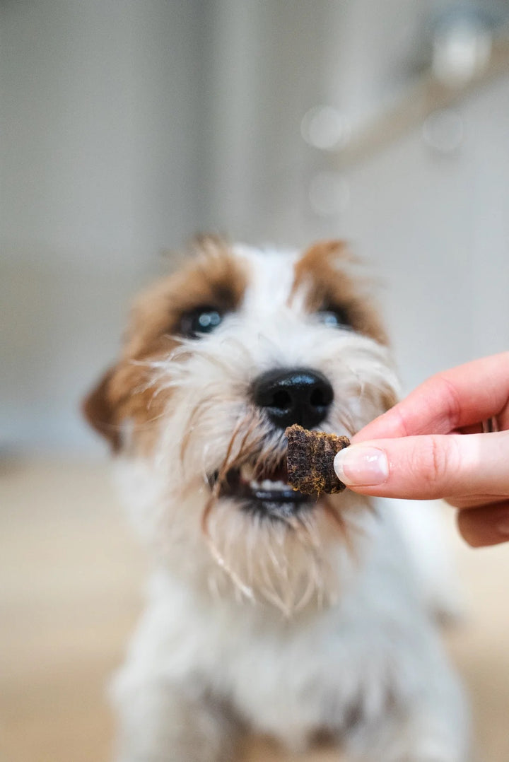 Lufttørket råfôr til hund - Lam & sild