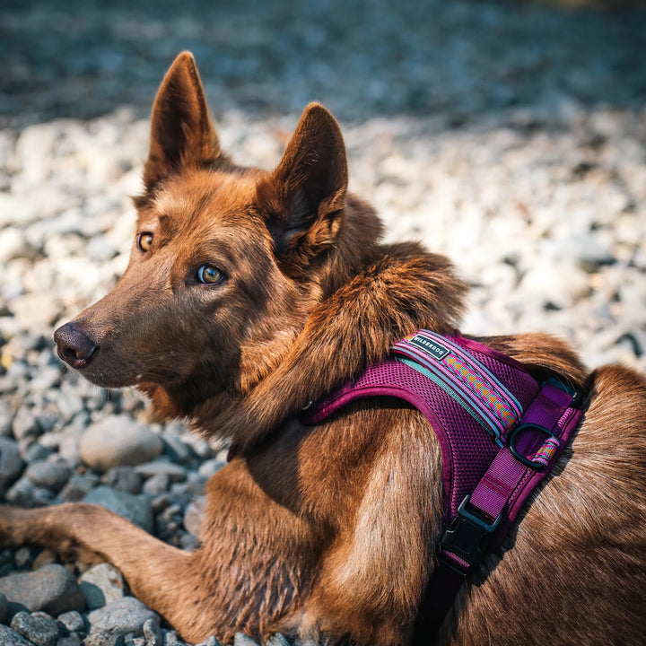 Hundesele - Huckleberry