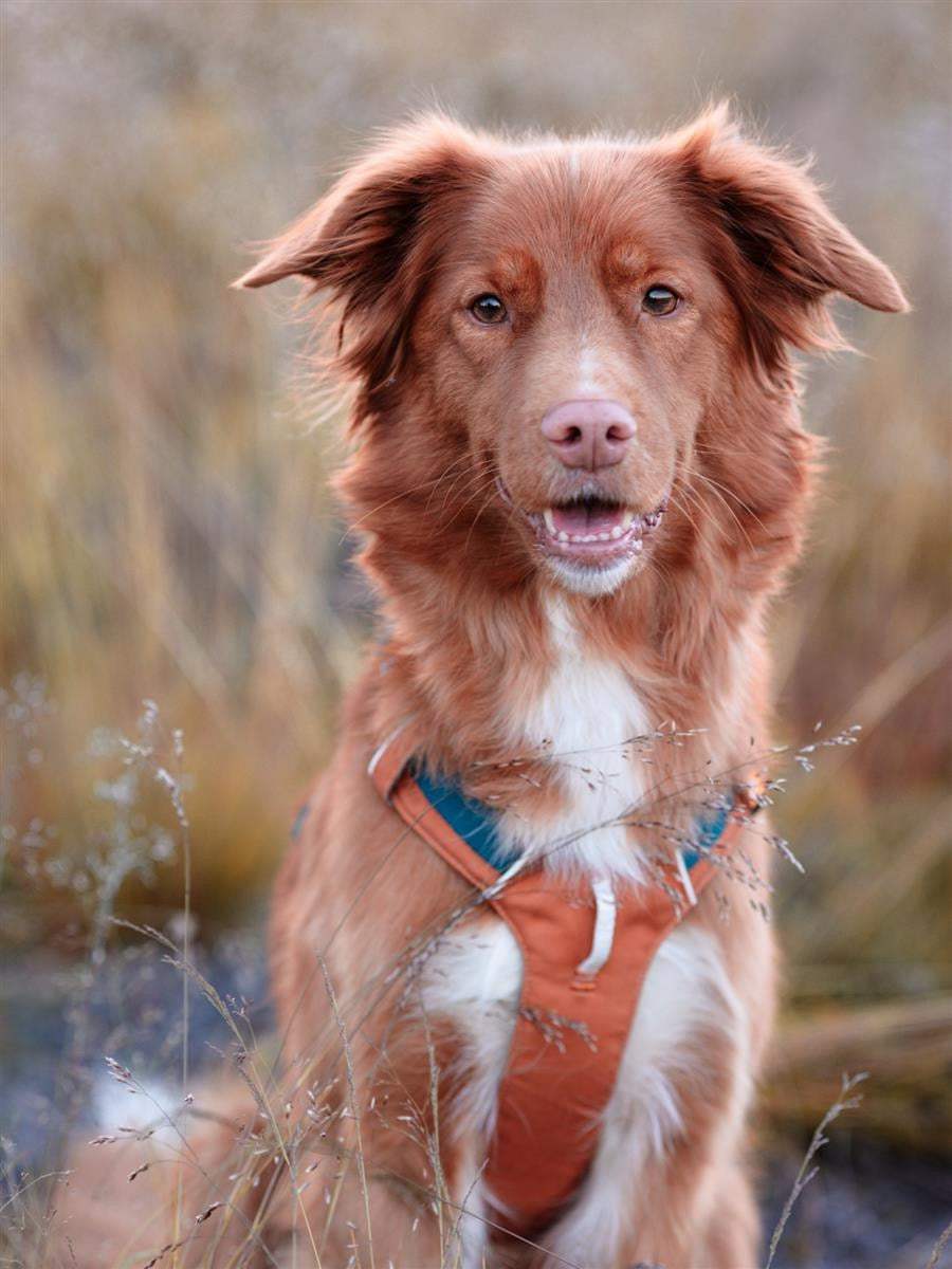 Aplha 360 Hundesele - Terracotta Mix