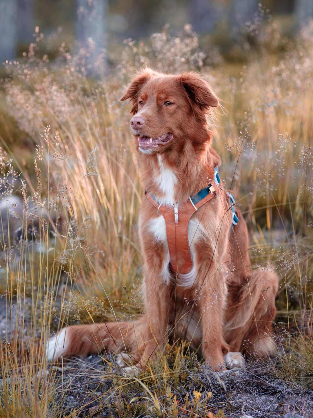 Aplha 360 Hundesele - Terracotta Mix