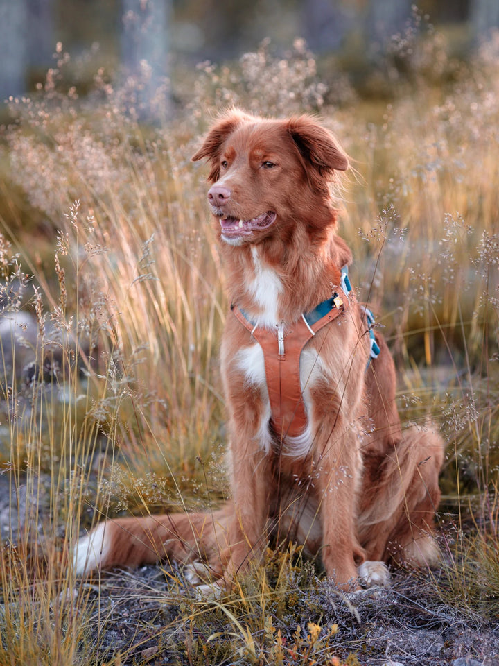 Aplha 360 Hundesele - Terracotta Mix