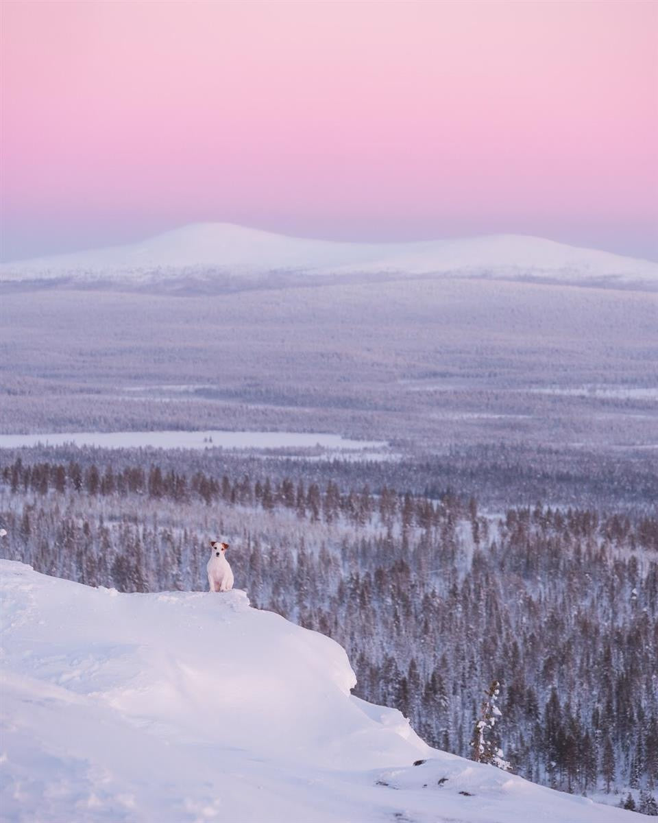 Hundebånd - Polar Night