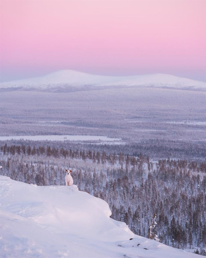 Hundebånd - Polar Night