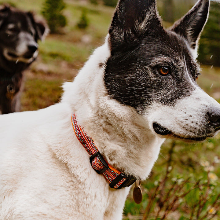 Ultralight Hundehalsbånd - Sienna