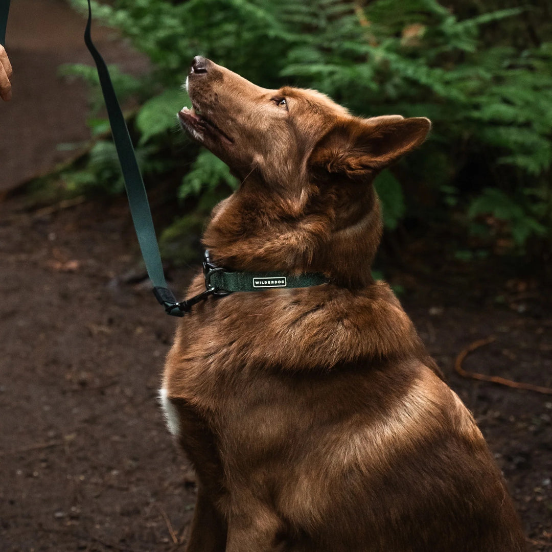 Vanntett Hundehalsbånd - Cedar