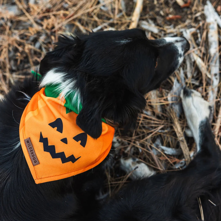 Hundebandana - Pumpkin