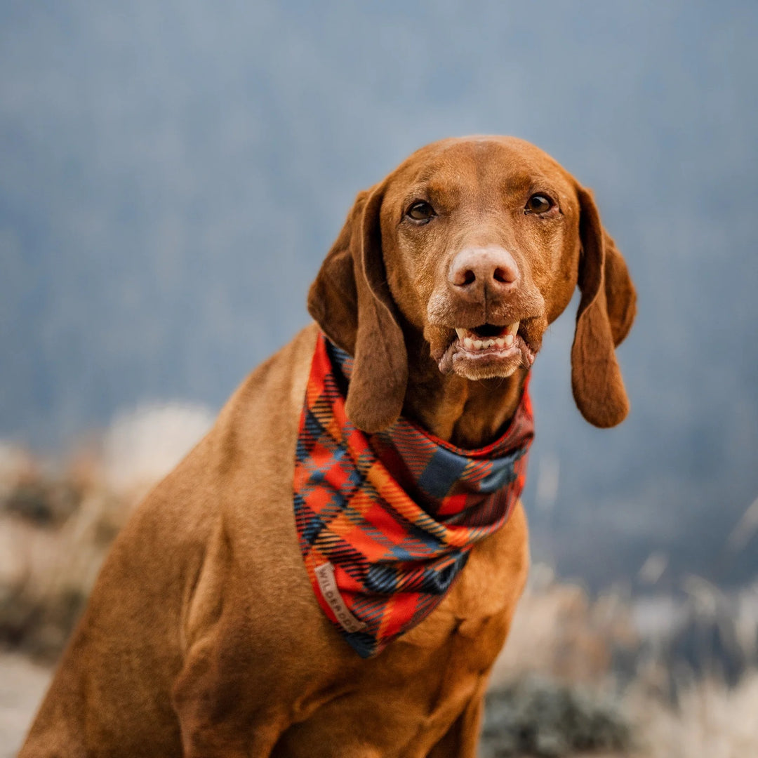 Hundebandana - Pumpkin Spice Plaid