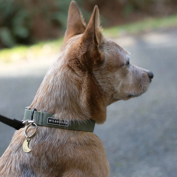 Vanntett Hundehalsbånd - Olive