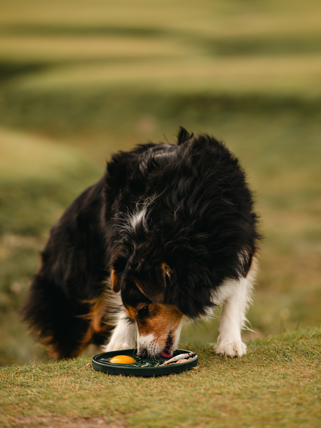 The Licking Mat